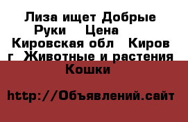 Лиза ищет Добрые Руки. › Цена ­ 0 - Кировская обл., Киров г. Животные и растения » Кошки   